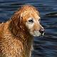 WaterDog