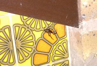 Click image for larger version

Name:	Itsy.jpg
Views:	284
Size:	446.0 KB
ID:	382606