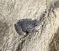 Click image for larger version

Name:	Froglet.jpg
Views:	162
Size:	525.3 KB
ID:	461214