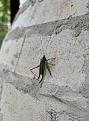 Click image for larger version

Name:	Grasshopper.jpg
Views:	153
Size:	623.7 KB
ID:	461275