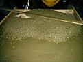 laying down the vermicrete