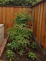 Roma tomato's and herbs for sauce...