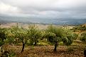 Variety: Biancolilla. Just before harvest the first week of October. These trees are loaded. A great year.