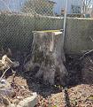 Tree Stump