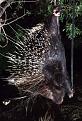 Porcupine culprit